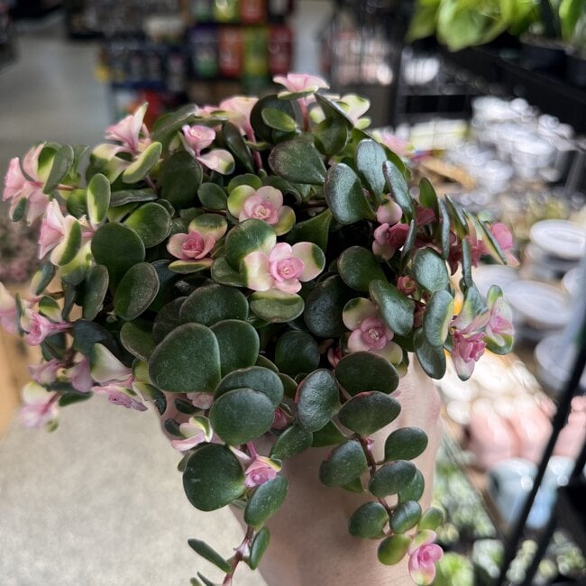 Sedum Jade Runner Tinted 4"