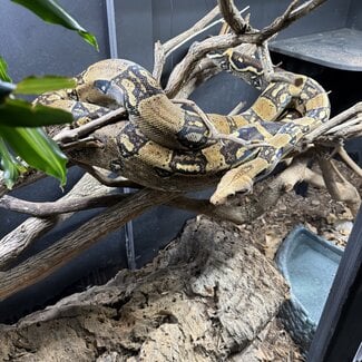 Boa Constrictor 'Ninji' SP