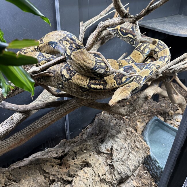 Boa Constrictor 'Ninji' SP