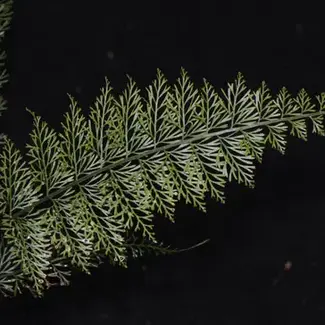 Asplenium aff. fragrans "Large Form"