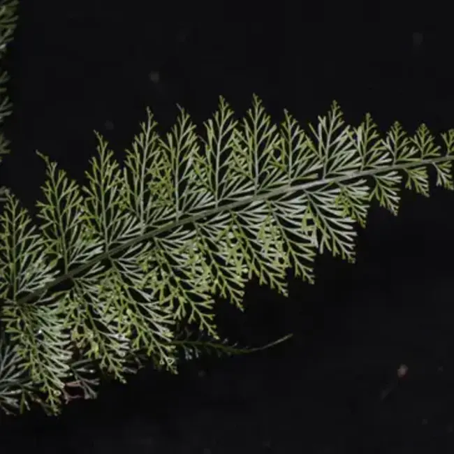 Asplenium aff. fragrans "Large Form"