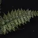 Asplenium aff. fragrans "Large Form"