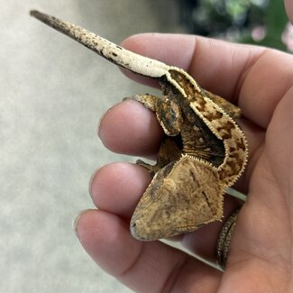 Pinstripe Crested Gecko '2A'