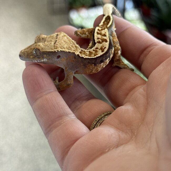 Pinstripe Crested Gecko '2A'