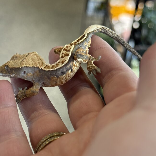 Pinstripe Crested Gecko '2A'
