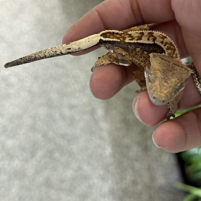 Pinstripe Crested Gecko '2A'
