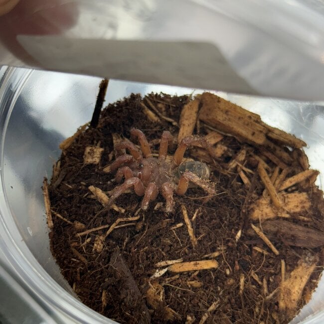 Trap Door Spider, Luthela sp. 1-2"