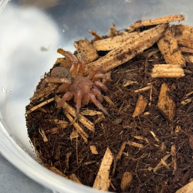 Trap Door Spider, Luthela sp. 1-2"