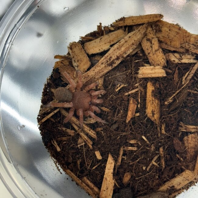 Trap Door Spider, Luthela sp. 1-2"