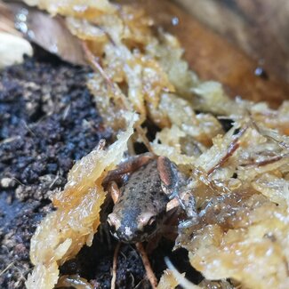 Pigmy Butlers Frog, Microhyla Butleri