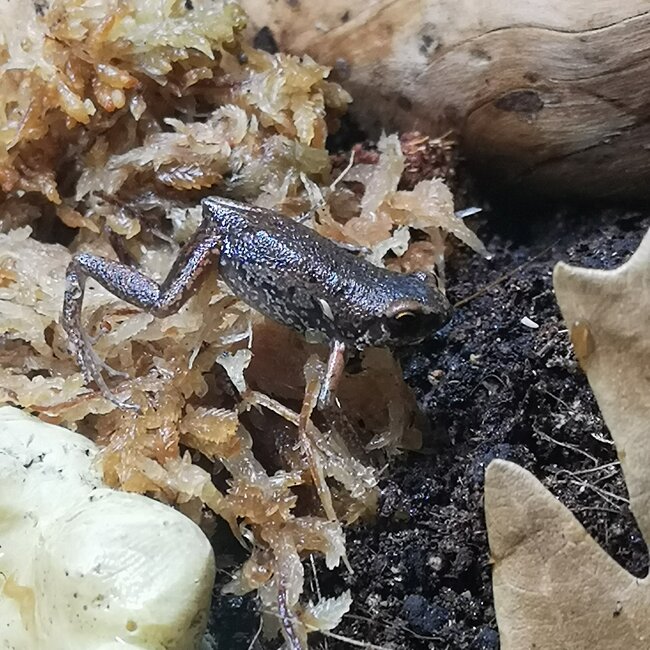 Pigmy Butlers Frog, Microhyla Butleri