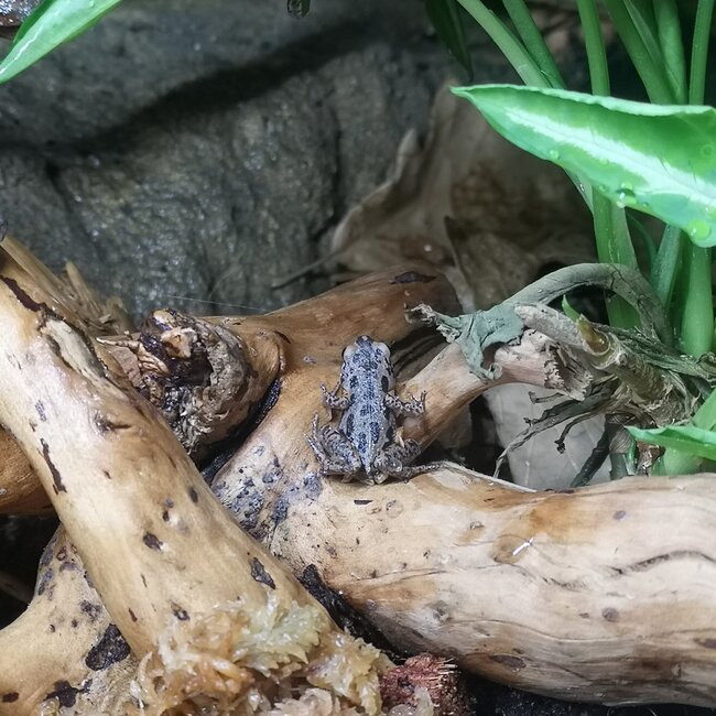 Pigmy Butlers Frog, Microhyla Butleri