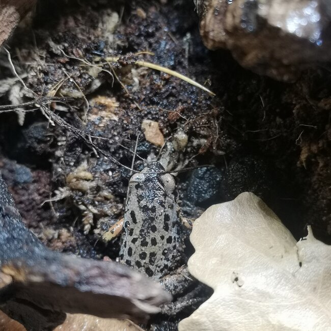 Pigmy Butlers Frog, Microhyla Butleri