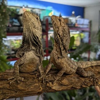 Australian Frilled Dragon, Chlamydosaurus kingii