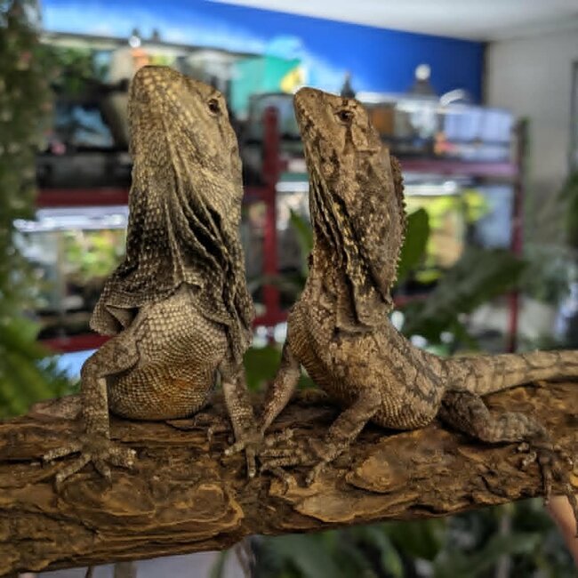 Australian Frilled Dragon, Chlamydosaurus kingii