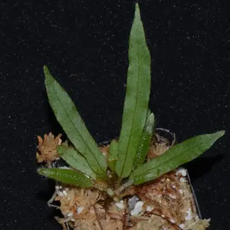 Elaphoglossum aff. squamosum