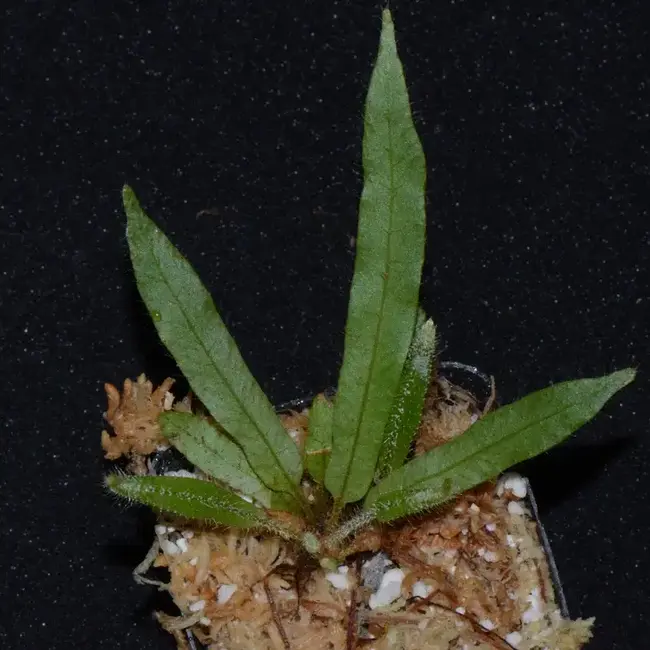 Elaphoglossum aff. squamosum