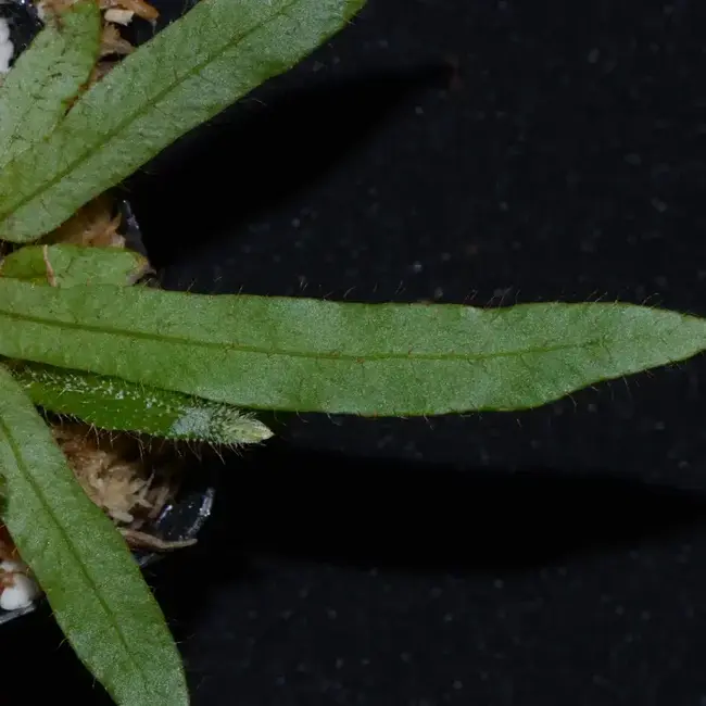 Elaphoglossum aff. squamosum
