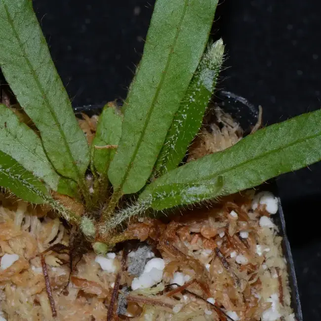 Elaphoglossum aff. squamosum