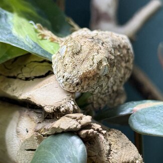 Leachianus Gecko GTX x Nuu Ana
