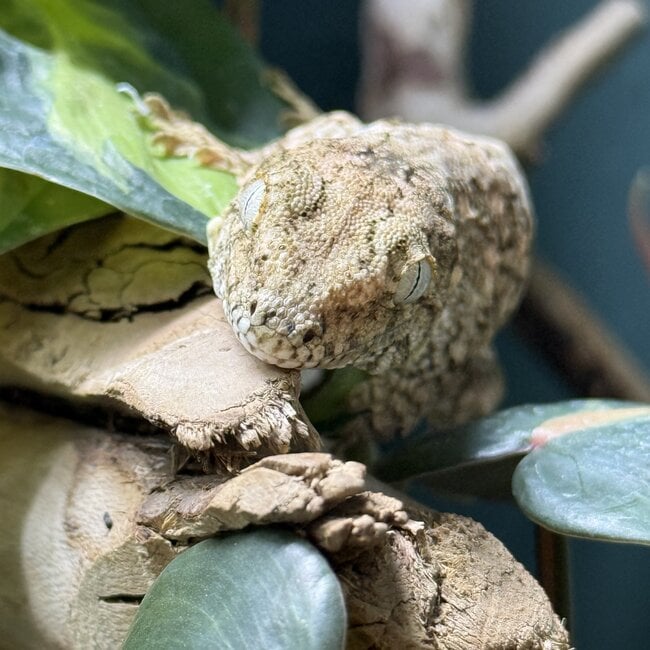 Leachianus Gecko GTX x Nuu Ana