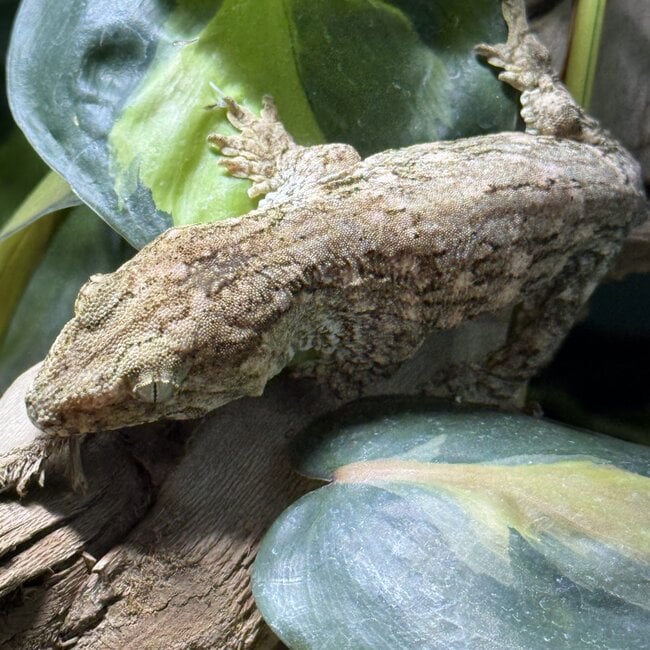 Leachianus Gecko GTX x Nuu Ana