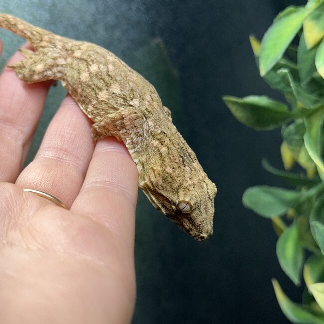 Leachianus Gecko GTX x Nuu Ana