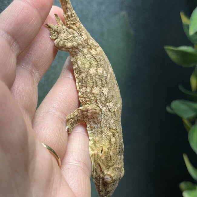 Leachianus Gecko GTX x Nuu Ana