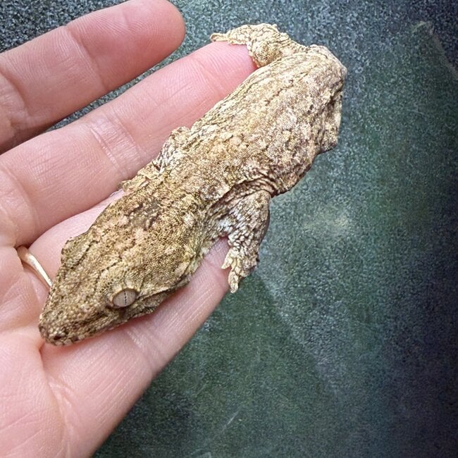 Leachianus Gecko GTX x Nuu Ana