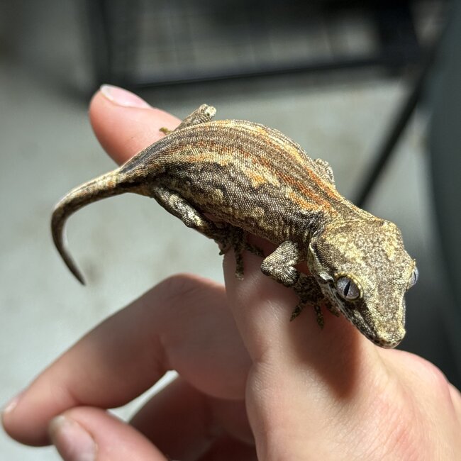 Gargoyle Gecko 'J2'