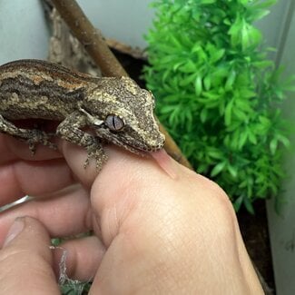 Gargoyle Gecko 'J2'