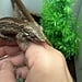 Gargoyle Gecko 'J2'