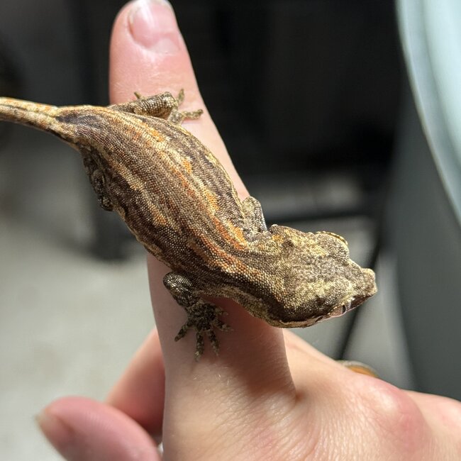 Gargoyle Gecko 'J2'