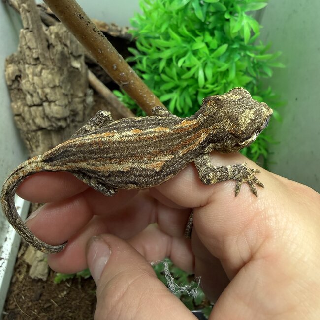 Gargoyle Gecko 'J2'