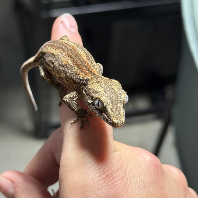 Gargoyle Gecko 'J2'