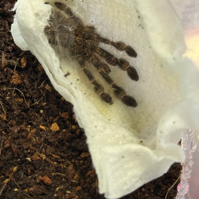 Poecilotheria rufilata, 3/4" Travancore Red-Slate Ornamental Tarantual