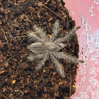 Poecilotheria metallica, Gooty Sapphire Ornamental 1-1.5" Tarantula