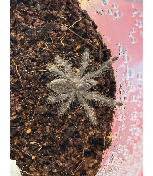 Poecilotheria metallica, Gooty Sapphire Ornamental 1-1.5" Tarantula