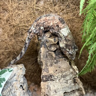 White Collar Chahoua Gecko 'W'