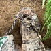 White Collar Chahoua Gecko 'W'