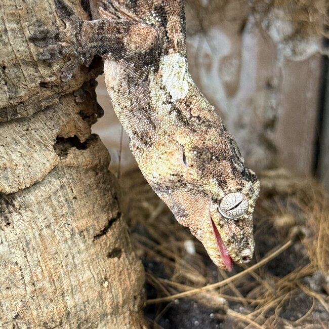 White Collar Chahoua Gecko 'W'