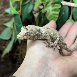 White Collar Chahoua Gecko 'P'