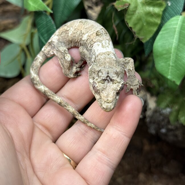 White Collar Chahoua Gecko 'P'