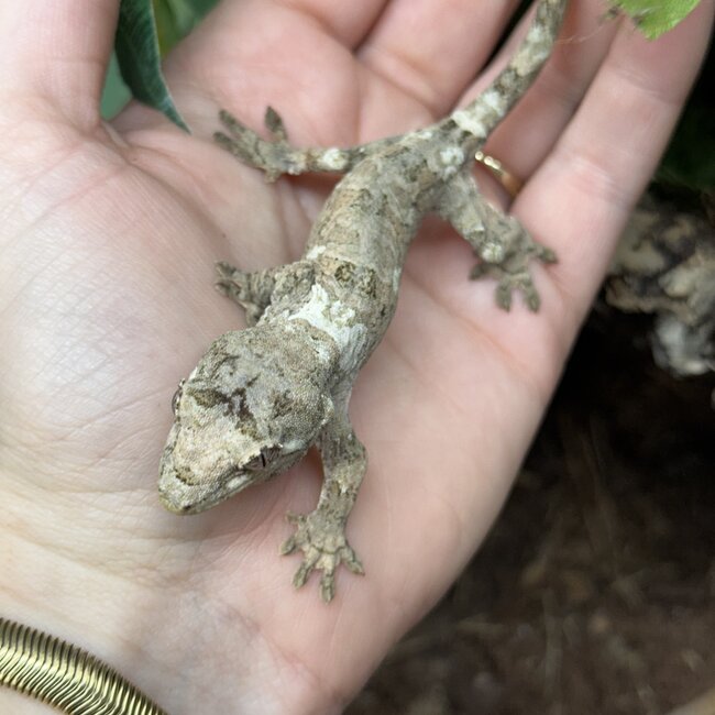 White Collar Chahoua Gecko 'P'