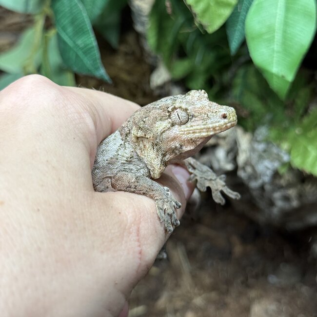 White Collar Chahoua Gecko 'W'