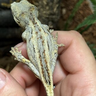 Gargoyle Gecko 'J1'