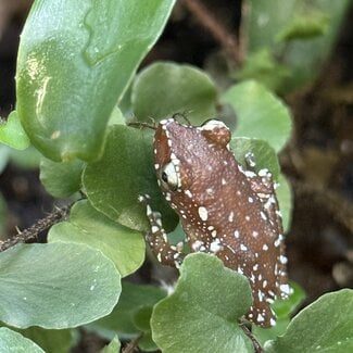 Cinnamon Tree Frog, Nyctixalus pictus