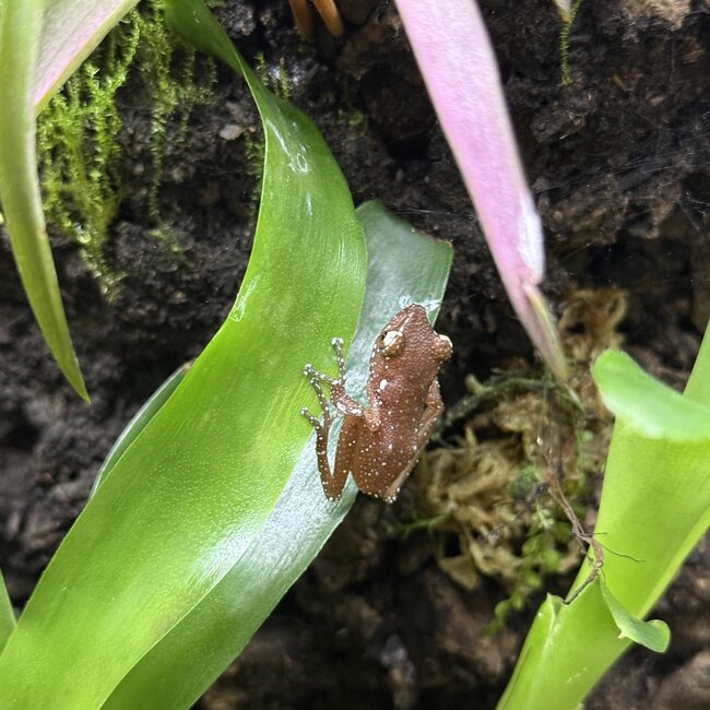 Cinnamon Tree Frog, Nyctixalus pictus