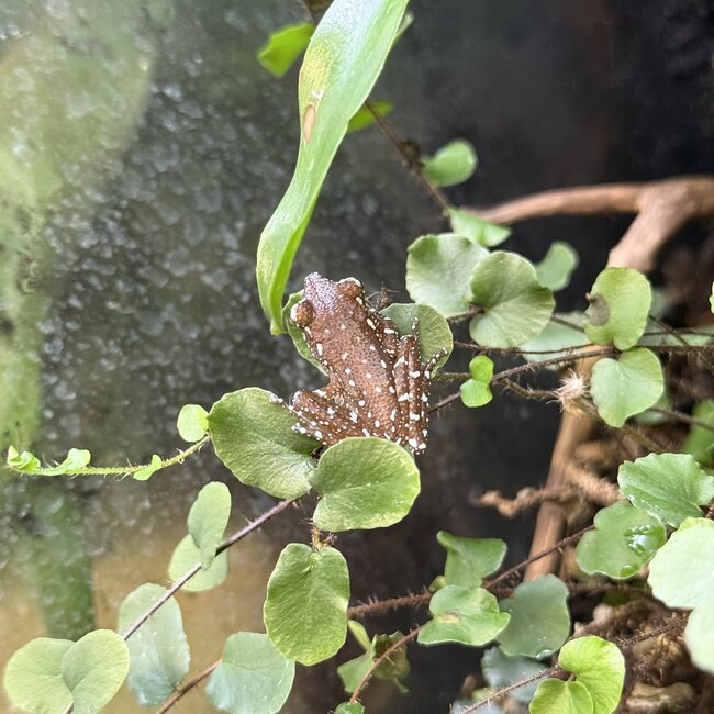 Cinnamon Tree Frog, Nyctixalus pictus