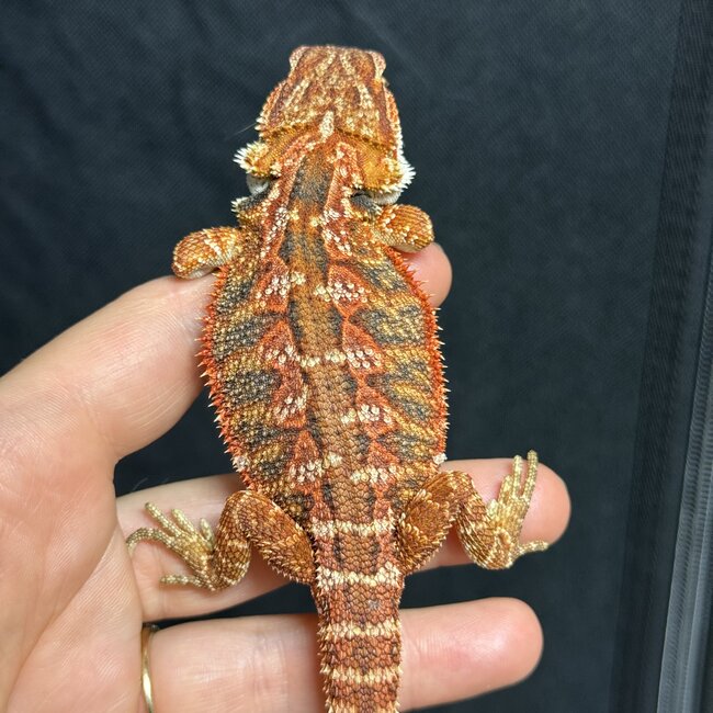50% Red Monster Blue Bar Bearded Dragon 'p'